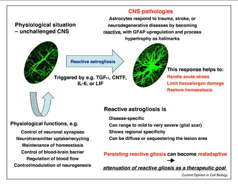 Glial Fibrillary Acidic Protein: GFAP